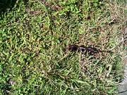 サングラス発見