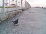 鳩のポーちゃん（仮名）