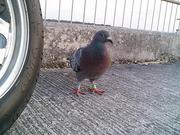 職業　空を飛ぶ事