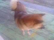 私の靴にブックマーク