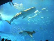 ジンベイザメ&マンタ  Photo by Mr.aspheric