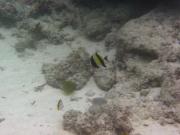 水中その2  Photo by Mr.aspheric