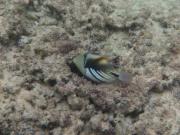 水中その4  Photo by Mr.aspheric