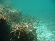 水中5  Photo by Mr.aspheric